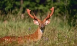 Deer a văzut ussuriysky